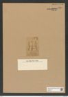 Odontotropis ? tenuicornis (Grev.) (de-Toni-Nr.: Genus 124, Species 3542) Zeichnungen Sammlung Grunow Nr. 7000 (NHMW-BOT-W0375911)